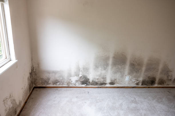 Asbestos and Lead Testing During Mold Inspection in South Tucson, AZ